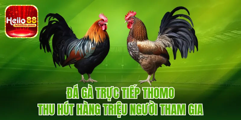 Ưu điểm tham gia đá gà trực tiếp Thomo